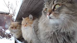 Siberian farm cats SnowfallСибирские кошки СнегопадTyoma Solnyshko Sunny Pooh [upl. by Kerman]