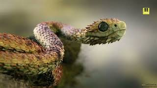 Atheris hispida commonly known as the roughscaled bush viper is a species [upl. by Estas]