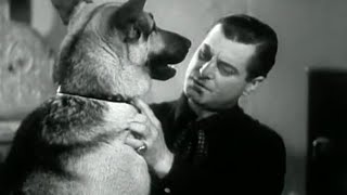 The Silver Trail 1937  BWestern Movie Rin Tin Tin Jr [upl. by Dualc600]