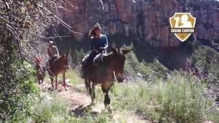 Grand Canyon North Rim Mule Ride [upl. by Squier]