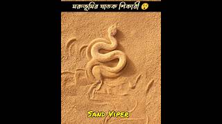 Alert 🚨 মরুভূমির ঘাতক শিকারী সাপ 😲 ।। Sand Viper mayajaalbangla shortsviral shortsvideo facts [upl. by Alrep]