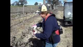 Spur pruning grape vines Werrington Shiraz AUSTRALIA see rotapancom [upl. by Esinad]