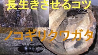 ノコギリクワガタを長生きさせるコツ Japan Insect Collection [upl. by Procora]