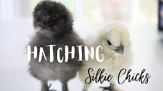 How to Hatch Chicken Eggs in Incubator  Silkies On the Homestead 🐣 [upl. by Lokin]