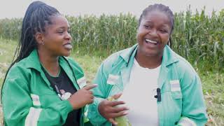 Green Mealie Testimonial  Norton Zimbabwe [upl. by Pablo]