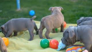 Train Your American Bully to Stay Calm in New Environments [upl. by Azyl]