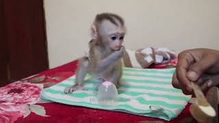 Oh God Mom Keep Kissing amp Soothing When Baby Monkey Jason Crying Inconsolable Starving For Milk [upl. by Notliw]