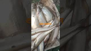 অনেকগুলো নদীর মাছfishvairalvideo shortshorts [upl. by Vivien]