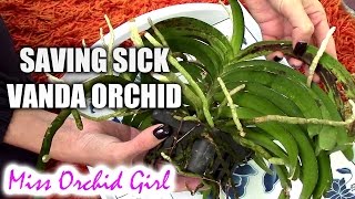 Saving Vanda Orchid with root rot and fungal infection [upl. by Maidel]