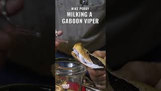 Mike Perry Milking A Gaboon Viper [upl. by Stein]