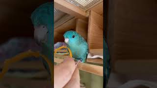 Lineolated Parakeet Wasabi Eating Carrot Shorts [upl. by Wolpert]