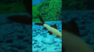 Pagli Pani me machli fishaquarium fishing fishvideo [upl. by Woodhead362]