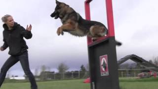 Obedience IPO Trained Versatility German Shepherd [upl. by Rehctelf]