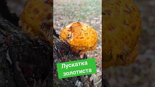 Лускатка золотиста  Фоліота золотиста Pholiota aurivella [upl. by Gassman]