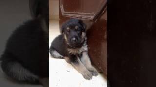 German shepherd puppy crying [upl. by Publea]