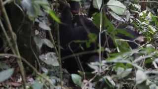 Ngogo chimps  honey badger hunt [upl. by Izawa]