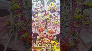 Ekadashi special darshan iskcon Vrindavan iskconvrindavan shortvideo iskcon vrindavan shorts [upl. by Eenad]