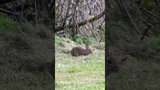 Spotted Two Playful Rabbits Trying to Lay Low with Their Adorable Ears Sticking Out [upl. by Ikeda]