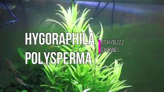 hygrophila polysperma or dwarf hygrophila [upl. by Aubrie]