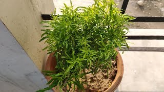 Aralia Plant Care Hindi  How To Grow and Care Aralia Plant in Pots  Golden Aralia [upl. by Roze]