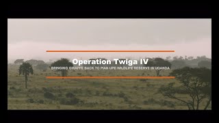 Operation Twiga IV  Bringing giraffe back to Pian Upe Wildlife Reserve [upl. by Krenn]