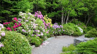 Rhododendrons  Queen of the Garden  How to Grow Rhododendrons [upl. by Gildas]