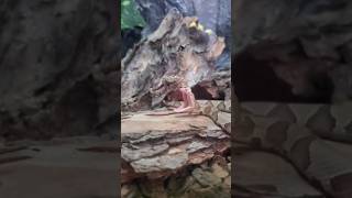 Copperhead Yawn snake herping reptiles fyp robzombie [upl. by Yarod]