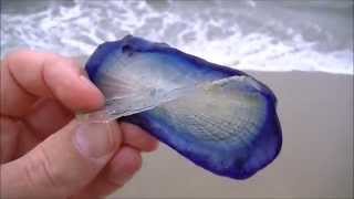 What is this Strange creature Beach find Thousands of purple sail velella [upl. by Aramo49]