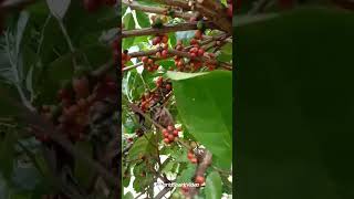 Common Coffee Types EXCELSA [upl. by Nodyl]