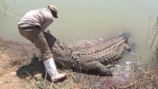 Biggest Crocodiles Attacks Caught On Camera [upl. by Ramin]