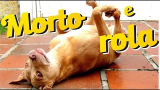 Como ensinar o cão a fingir de morto e a rolar [upl. by Ggerc805]