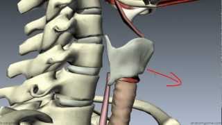 Muscles of the Larynx  Part 1  3D Anatomy Tutorial [upl. by Sivatco]