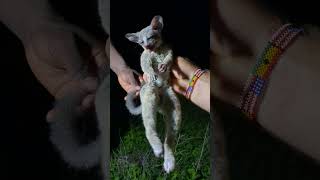 We accidentally killed a bushbaby hunting bushmeat ghana [upl. by Bethesda789]