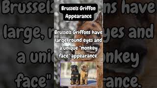 Brussels Griffon Appearance shorts facts dogknowledge dogbreed [upl. by Spain]