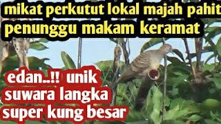 Edan Sampai tegang mikat perkutut lokal suwara besar majah pahit penunggu makam keranat [upl. by Atival]