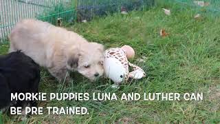 Morkie Puppies Luna and Luther SD 480p [upl. by Cordy]