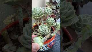 Succulent Tip How To Save A Rotting Lovely Rose 🌹 succulents suculentas plants [upl. by Yeoj]