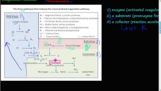 51  The Coagulation Cascade coagulation factors II XII IX and X extrinsic amp intrinsic pathway [upl. by Ylloh]