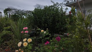 56 Our Garden after Summer Rain  Fun Harvesting and Cooking Dinner [upl. by Scribner819]