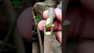 Plant grafting technique for beginners successful and satisfying usa grafting videos [upl. by Euqenimod]