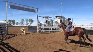 Julia Creek Campdraft 2014  Take 2 with music [upl. by Nibot486]