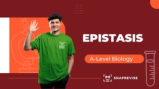 Epistasis  ALevel Biology [upl. by Cupo]