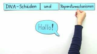 DNA Schäden und Reparatur  Biologie  Genetik [upl. by Staci]