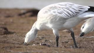 Le Refuge doiseaux migrateurs Ahiak golfe de la ReineMaude [upl. by Amoeji]