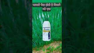 सिंजेन्टा इसाबियन ग्रोथ प्रमोटर।🌾Syngenta Isabion Growth Promoter।🌿 [upl. by Danczyk141]