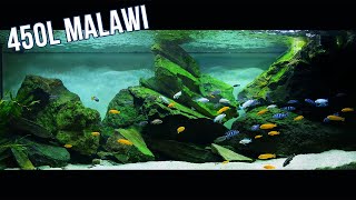 Malawi Cichlid Setup  Tank Mates [upl. by Mok]