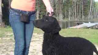 Curly Coated Retriever  ADAM ADMIRE Kennel Laguna Love [upl. by Bish]