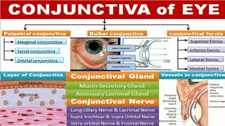 Conjunctiva [upl. by Htebirol]