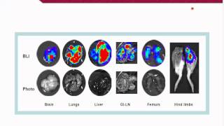 Xenografts and Allografts Allies in our war on cancer [upl. by Almund]