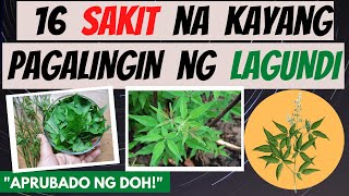 LAGUNDI  mga SAKIT na kayang pagalingin at Health BENEFITS  Dahon ng Lagundi Powder Capsule [upl. by Sib]